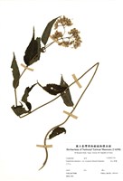 藏品(塔山澤蘭)的圖片